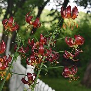 Dalhansonii - inflorescence